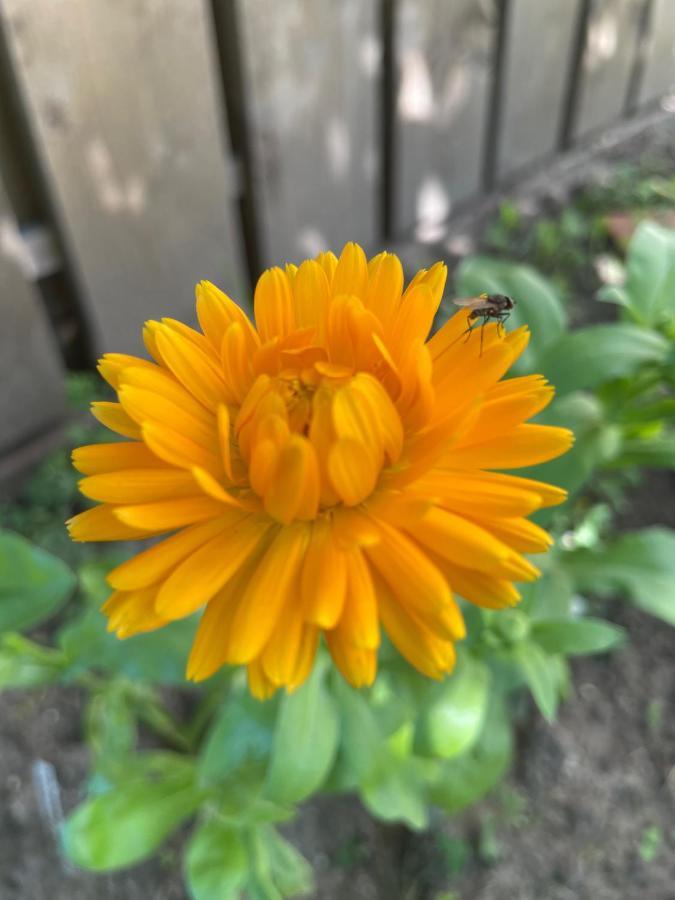 Oedelem De Wabisabiboerderij B&B 외부 사진